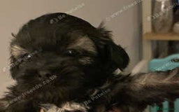 Shihpoo dogs for sale: 2 beautiful girl Shi poo puppies  - Advert 4