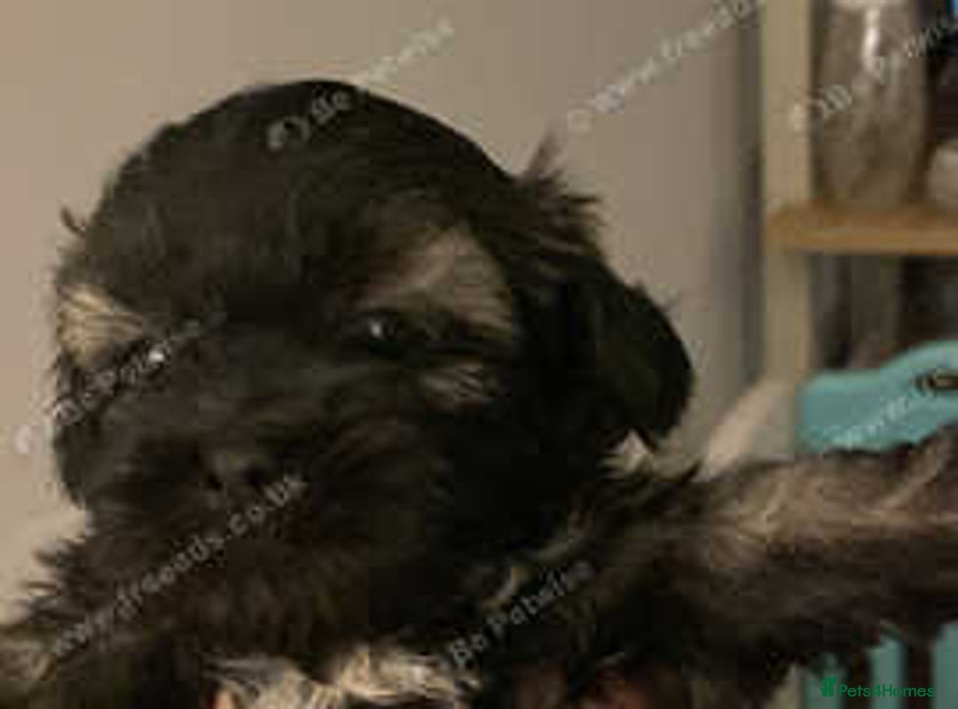 Shihpoo dogs for sale: 2 beautiful girl Shi poo puppies  - Advert 4