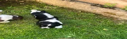 English Springer Spaniel dogs for sale: Springer spaniel pups  in Honiton - Advert 8