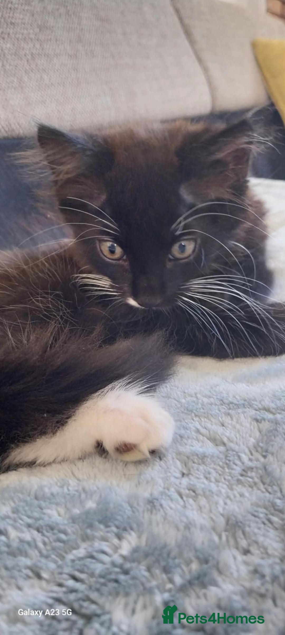 Mixed Breed cats for sale: Black and white adorable and very friendly kitten  in Newton Abbot - Image 14