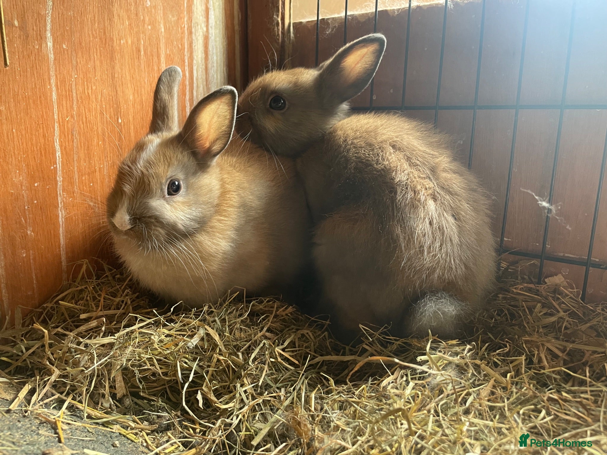 Netherland Dwarf rabbits Beautiful Netherlands dwarfs for sale!! - Advert 1