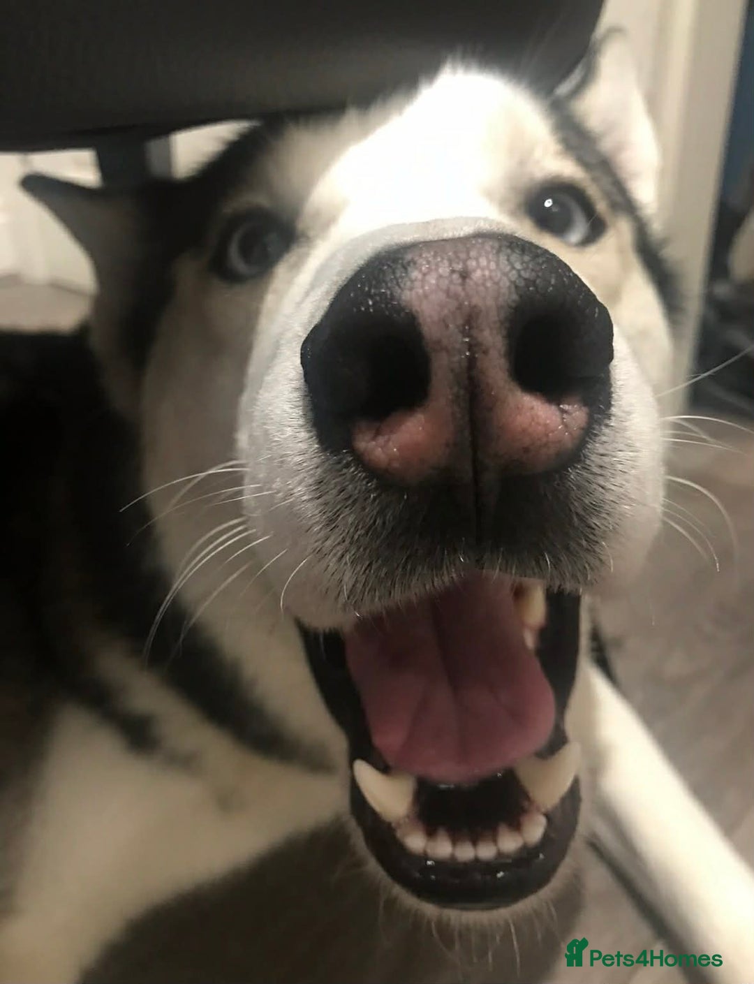 Siberian Husky dogs for sale: Siverian husky Blu - Advert 4