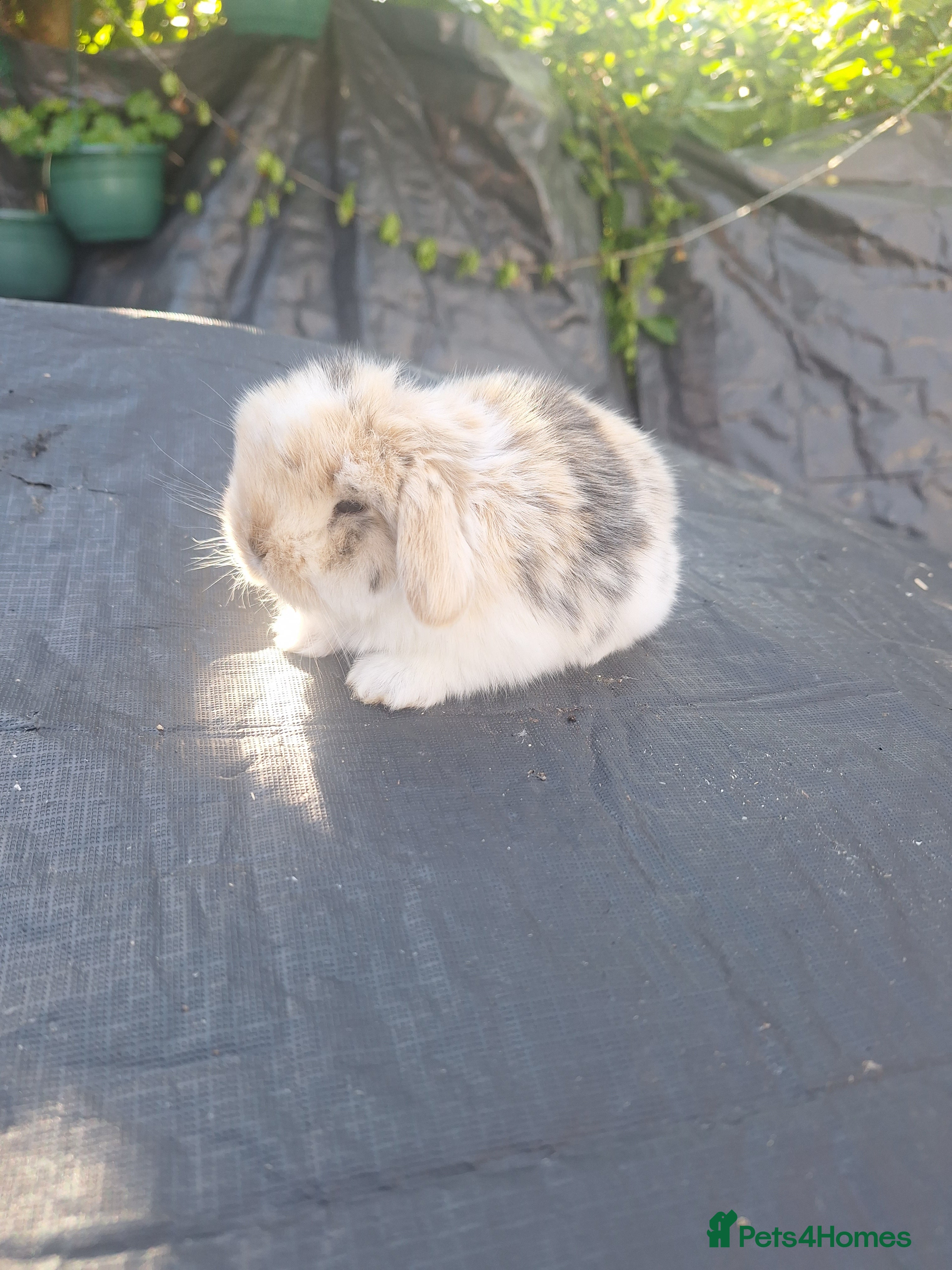 Mini Lop rabbits Pure bred mini lop babie rabbits 🐇  - Advert 15