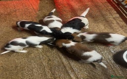 Mixed Breed dogs for sale: Lovely caver jack puppies for sale  - Advert 11