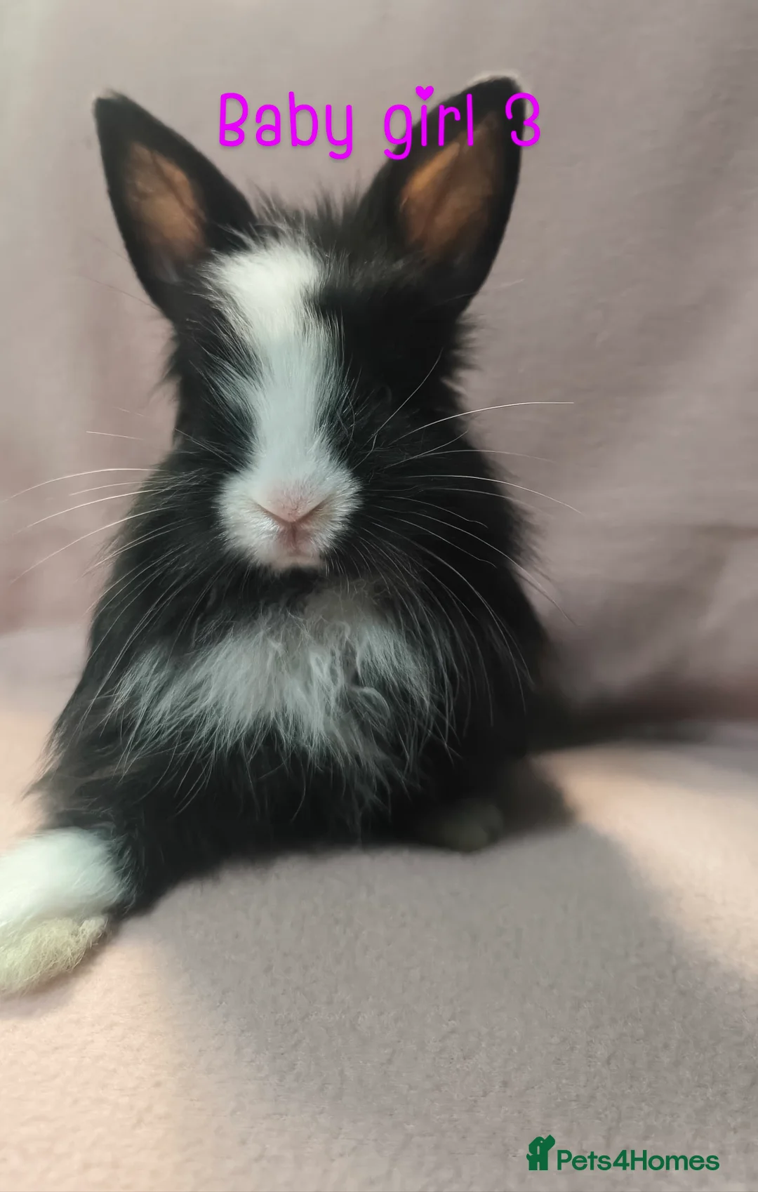 Mixed Breed rabbits for sale: Angora cross mini lionhead  - Advert 7