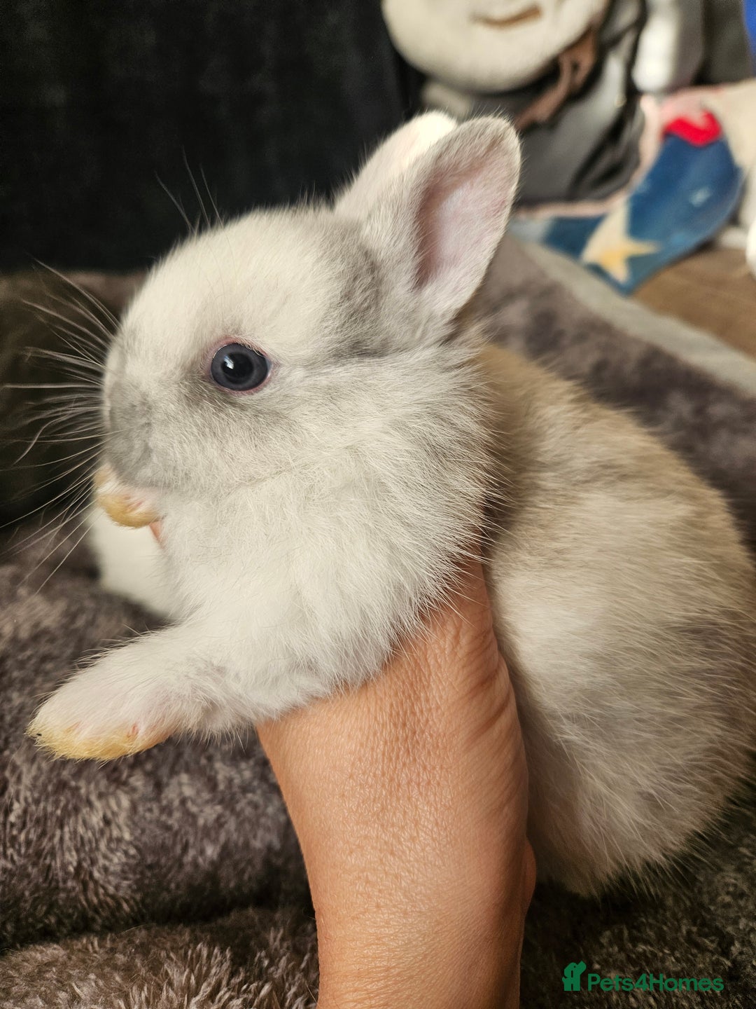 Netherland Dwarf rabbits for sale: Blue and Magpie boys - Advert 13