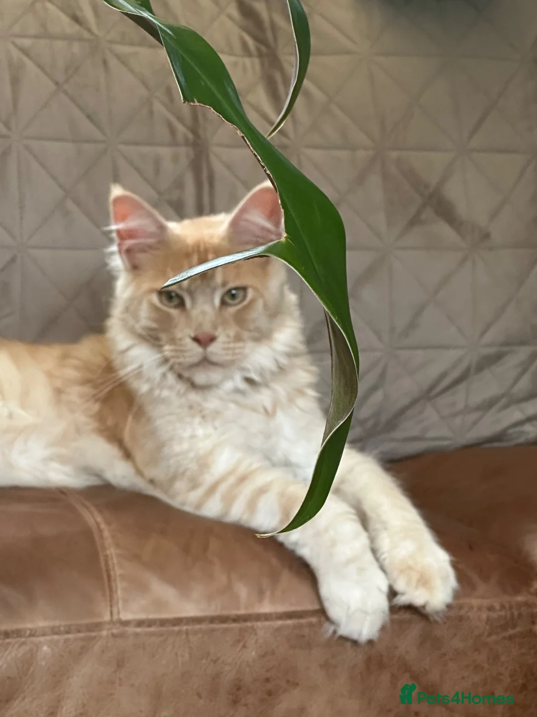 Maine Coon cats for sale: 2 yr old male Maine Coon  - Advert 3