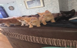 Mixed Breed cats for sale: Black kitten for sale - Image 4