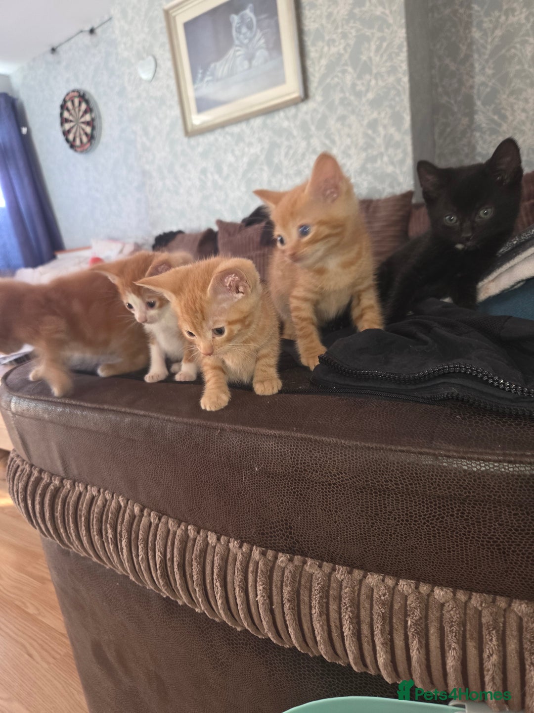 Mixed Breed cats for sale: Black kitten for sale - Image 4