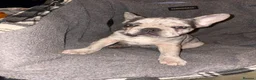 French Bulldog dogs for sale: French bulldog puppy in Nuneaton - Advert 5