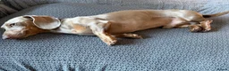 Miniature Dachshund dogs for stud: Isabella Tan KC Registered Stud  - Advert 10