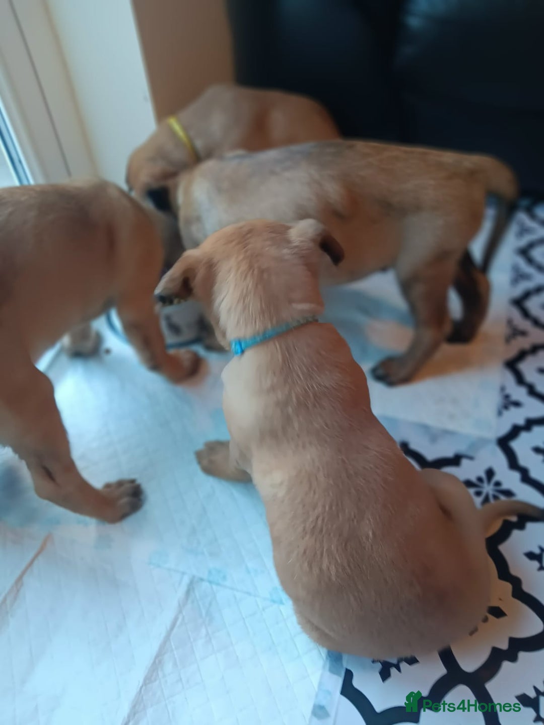 Belgian Shepherd Dog dogs for sale: Belgian Shepherd - Malinois  - Advert 31