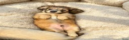 Miniature Dachshund dogs for sale: KC Registered Cream Miniature Dachshund Puppies🐶 - Advert 4