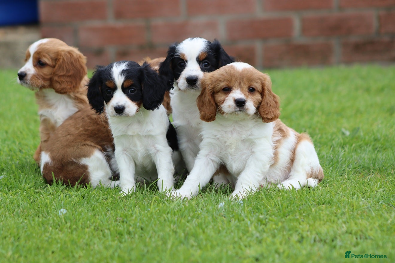 Cavapoo dogs Beautiful Cavapoo puppies for sale - Advert 2