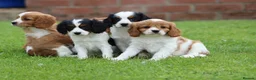 Cavapoo dogs for sale: Beautiful Cavapoo puppies for sale - Advert 2