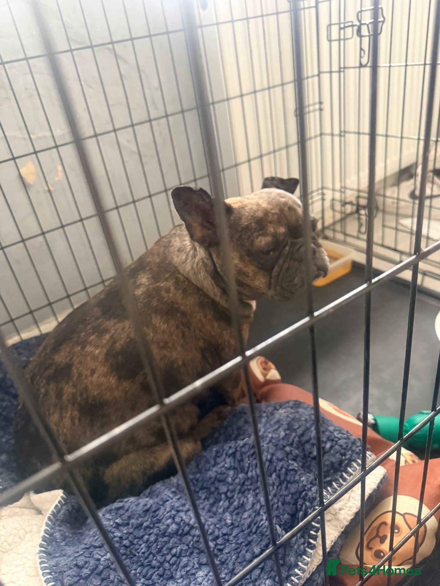 French Bulldog dogs Lilac Merl frenchi  - Advert 1