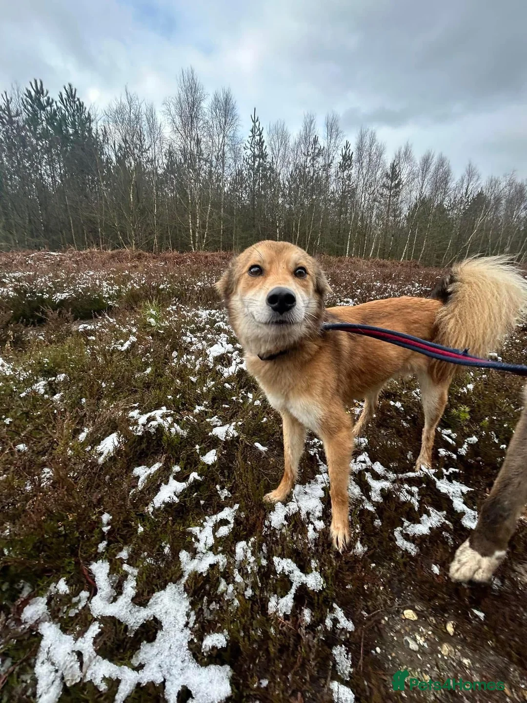 Mixed Breed dogs for adoption: Solomon - Norwich Norfolk  in Norwich - Advert 3