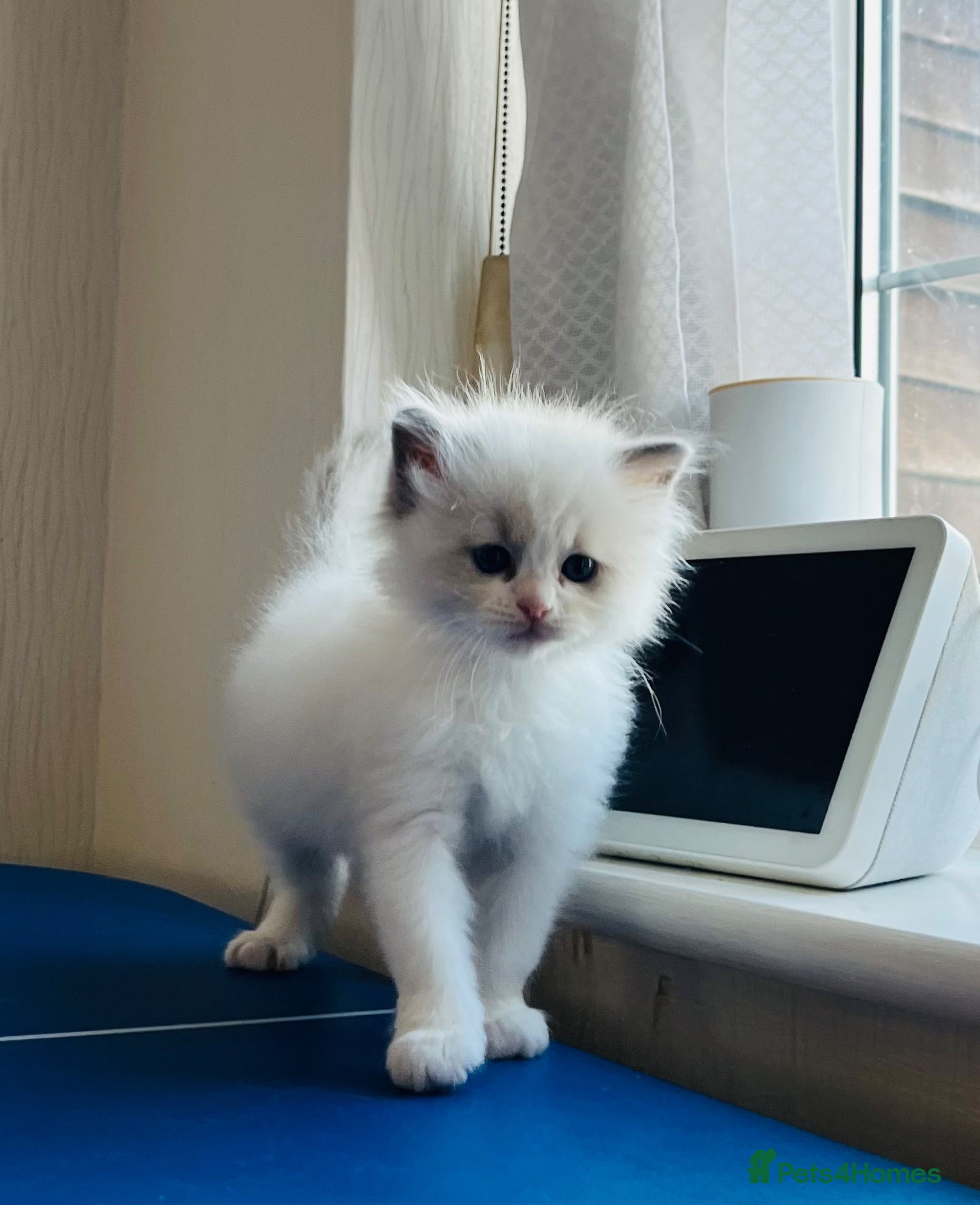 Ragdoll cats GCCF registered Ragdoll kitten  - Advert 13