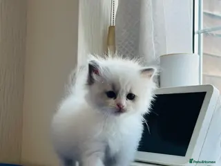 Ragdoll cats GCCF registered Ragdoll kitten - Advert 13