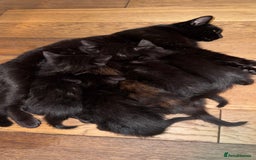 Mixed Breed cats for sale: Adorable Kittens Ready for Their Forever Homes🐾 - Image 2