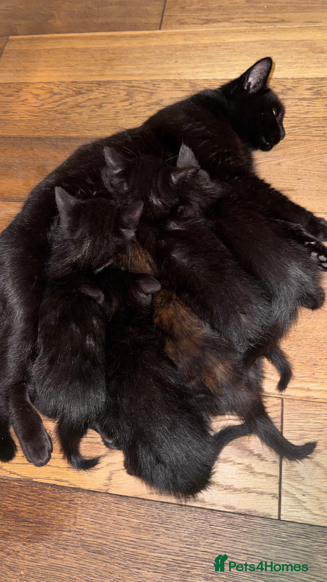 Mixed Breed cats for sale: Adorable Kittens Ready for Their Forever Homes🐾 - Image 2