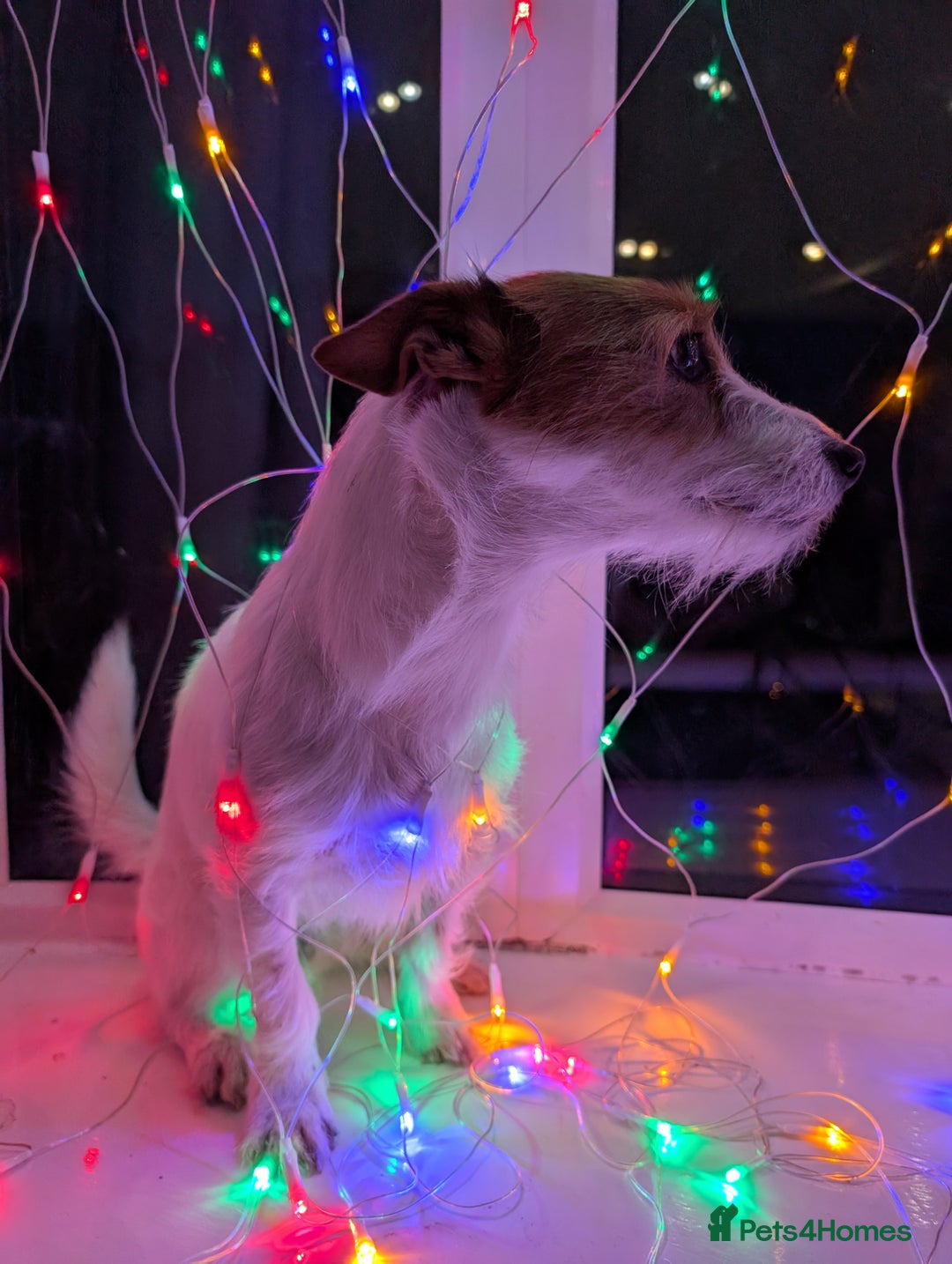 Jack Russell dogs for sale: Friendly Jack Russell  - Image 2