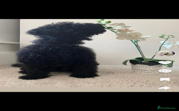Cockapoo dogs - Advert 1