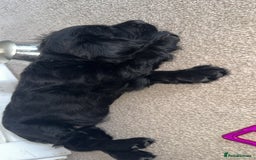 Cocker Spaniel dogs for sale: Cocker READY NOW 14 weeks old not 5 months.  in Sittingbourne - Image 6