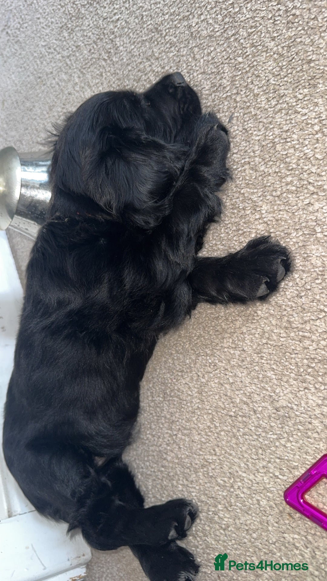 Cocker Spaniel dogs for sale: Cocker READY NOW 14 weeks old not 5 months.  in Sittingbourne - Image 6