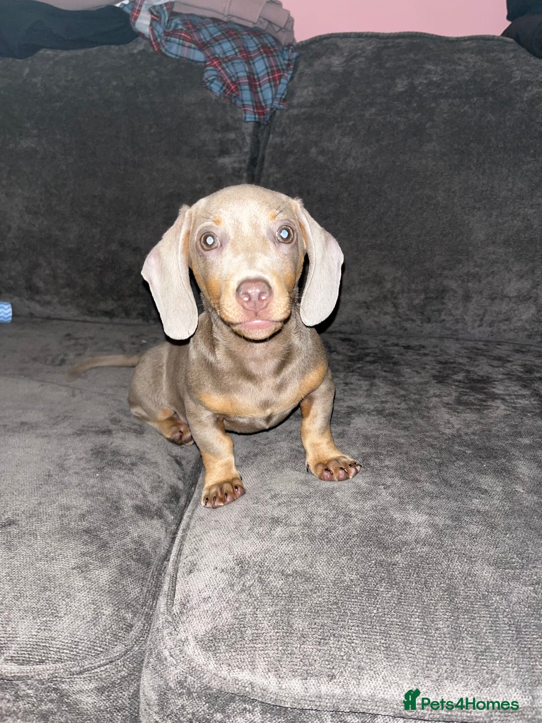 Dachshund dogs for sale: Isabella and tan dachshund  - Advert 3