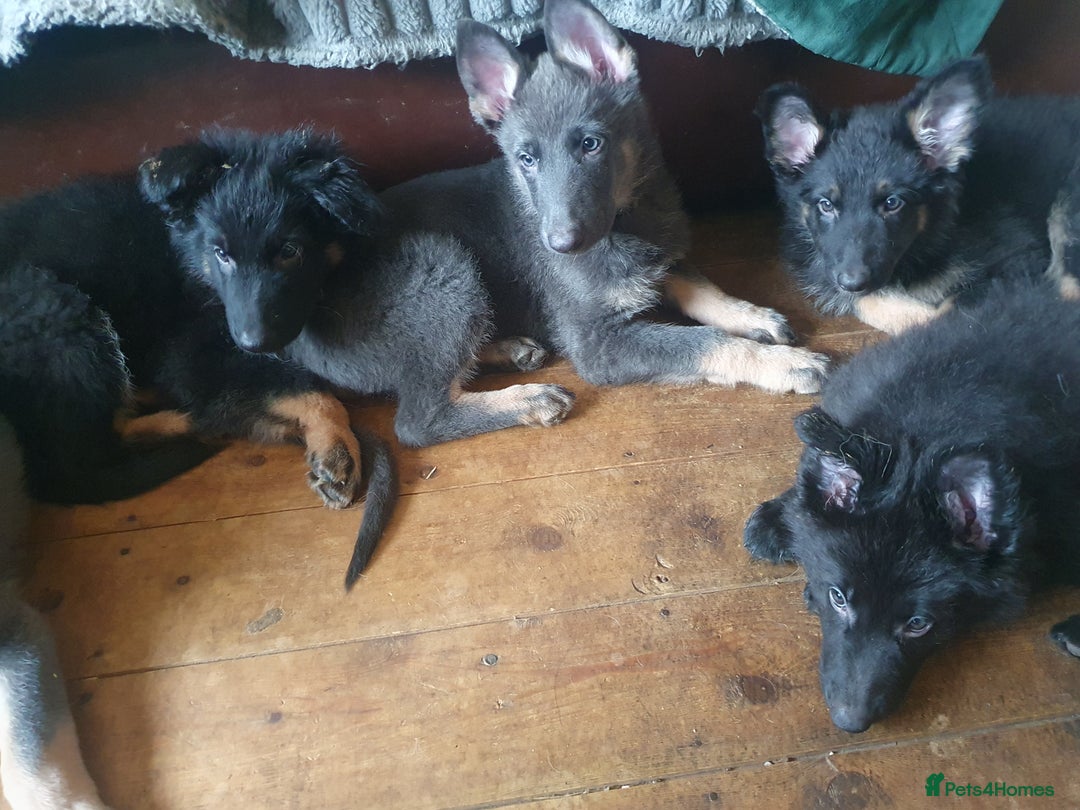 German Shepherd dogs for sale: 10 German Shepherd puppies for sale - Image 2