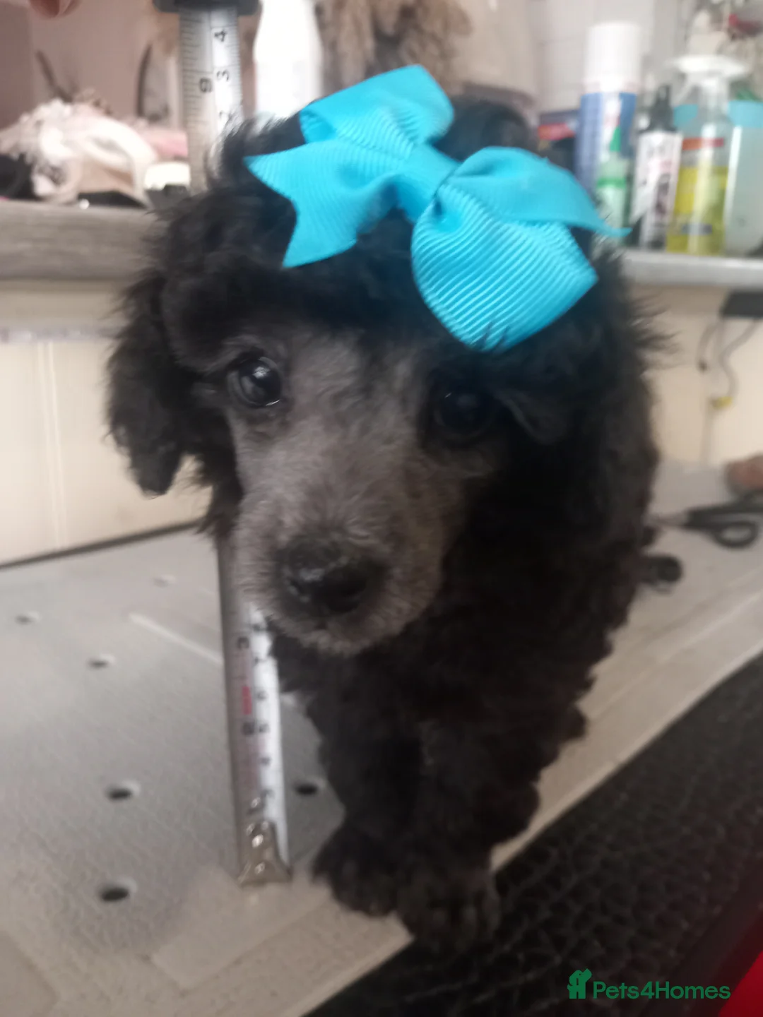 Toy Poodle dogs for sale: BEAUTIFULL TINY KC FULL PEDIGREE TOY POODLES* - Advert 7