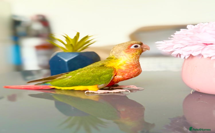 Parrots birds - Advert 15