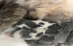 British Shorthair cats for sale: 2 Stunning British Shorthair Kittens  - Image 6