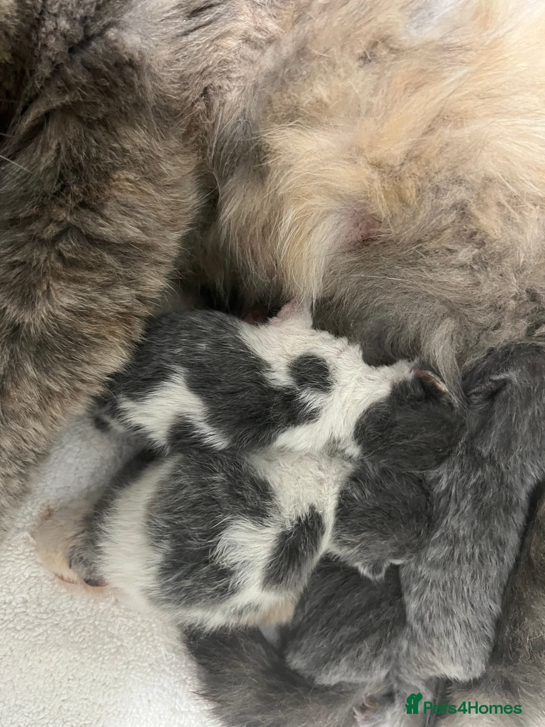 British Shorthair cats for sale: 2 Stunning British Shorthair Kittens  - Image 6