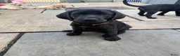 Labrador Retriever dogs for sale: Labrador puppies  - Advert 11