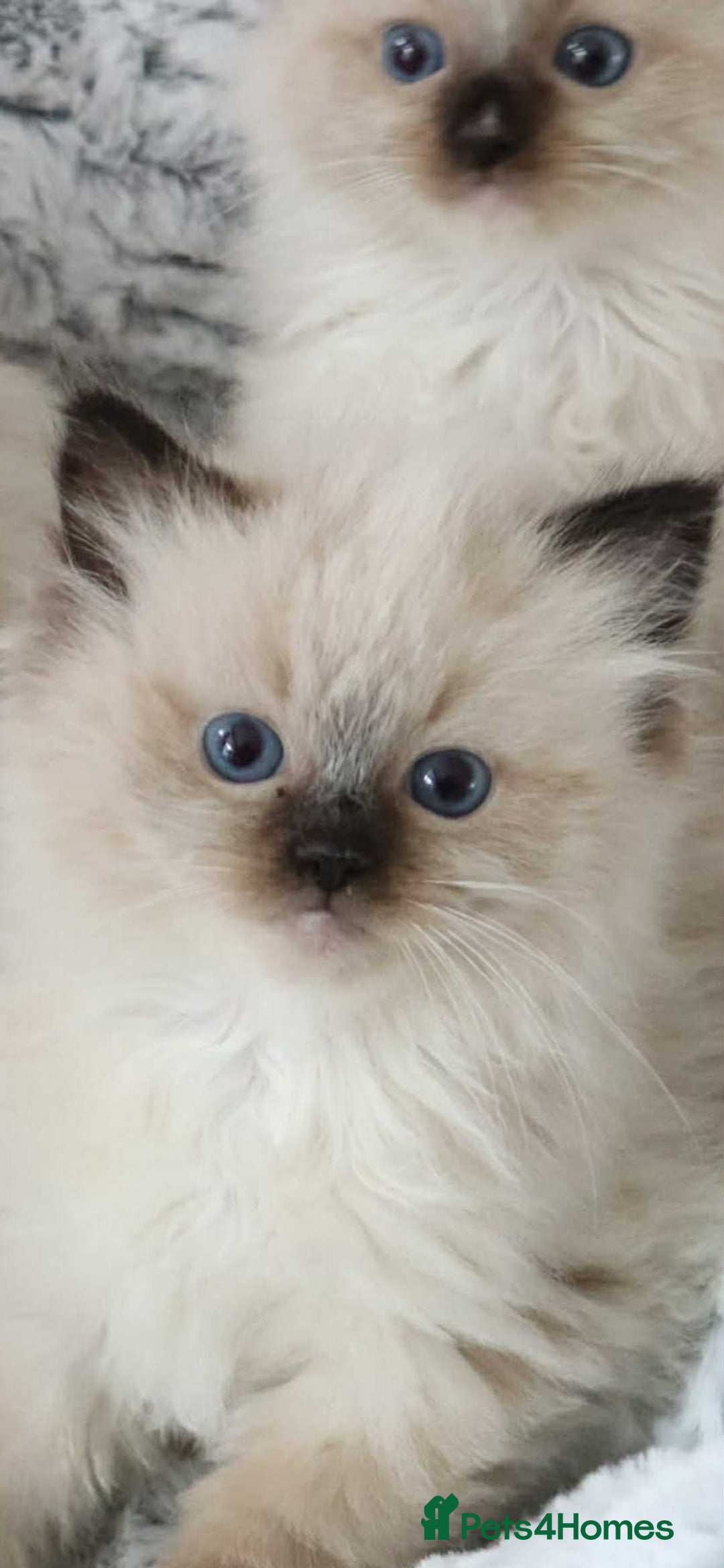 Ragdoll cats for sale: INDOOR FULL PEDIGREE RAGDOLL KITTENS - Image 21