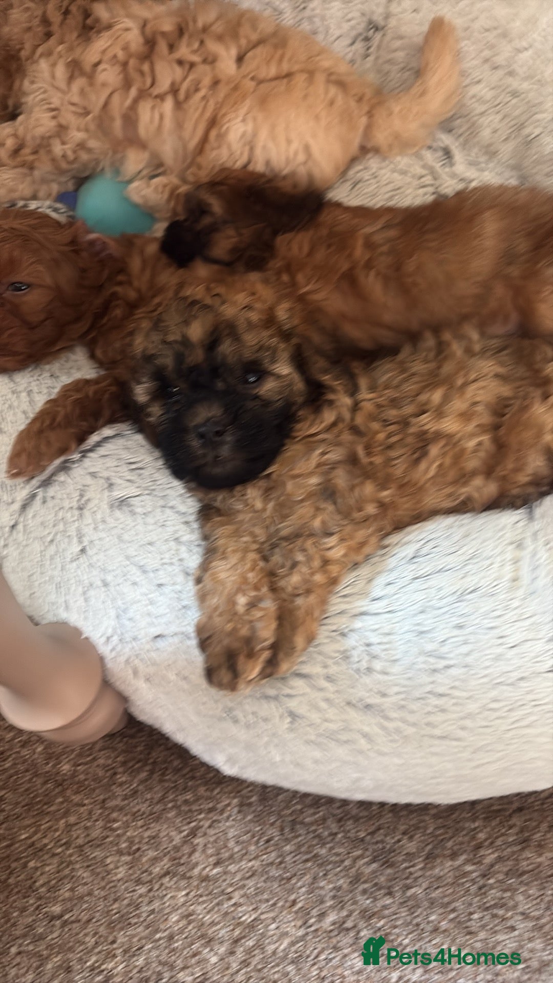 Shihpoo dogs for sale: TEDDYBEAR SHIHPOO PUPPY READY FOR HIS FOREVER HOME - Image 6