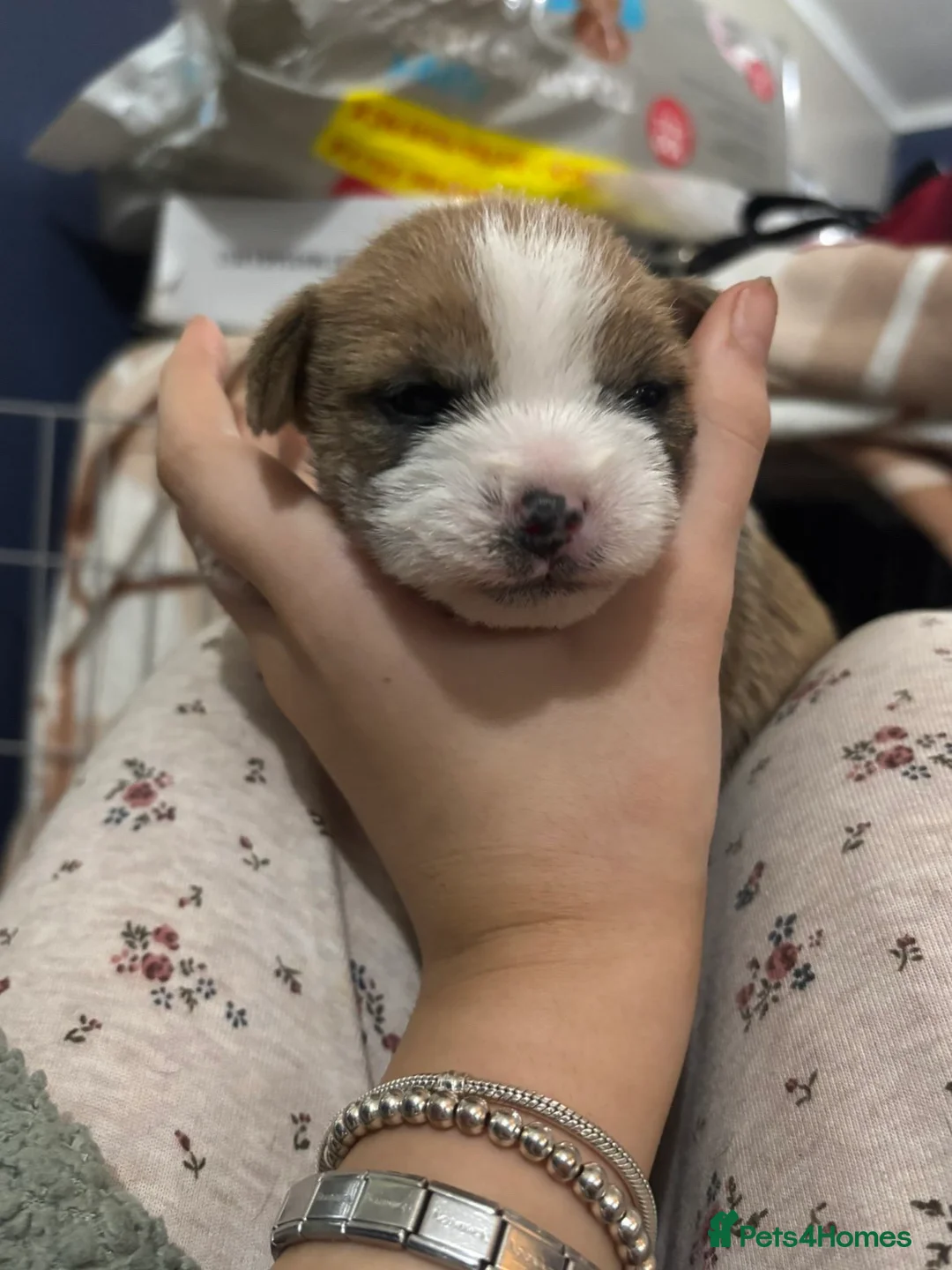 Shorkie dogs for sale: Shorkie x puppies  - Advert 4