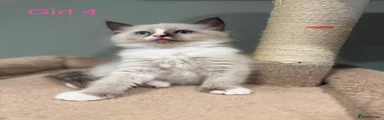 Ragdoll 4