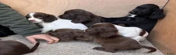 Sprocker dogs for sale: Beautiful Litter of Homebred Sprocker Spaniel Pups in Helston - Advert 3