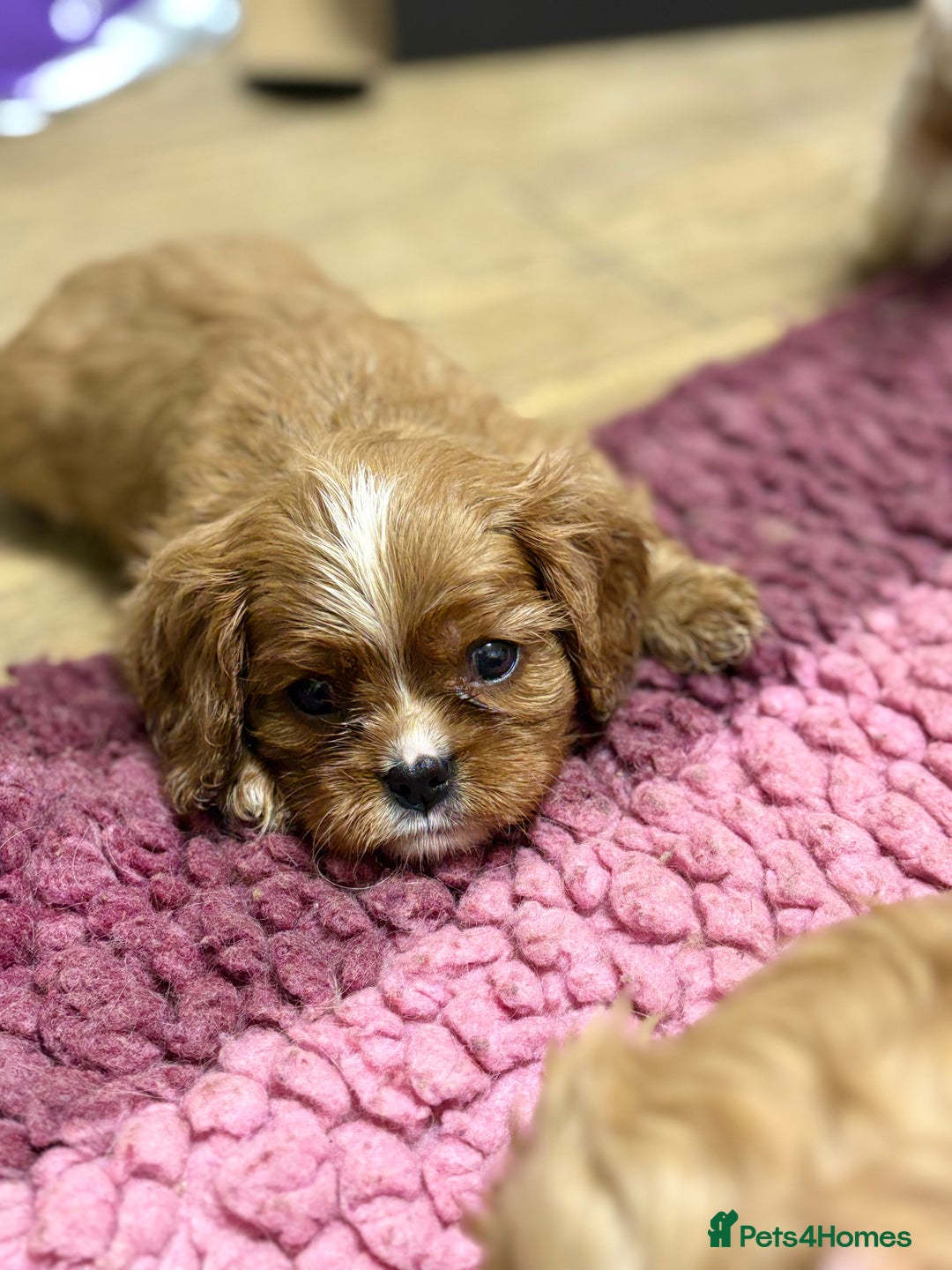 Cavalier King Charles Spaniel dogs for sale: Specialist Health Tested Cavalier King Charles  - Advert 12