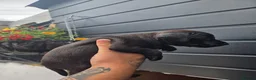 Patterdale Terrier dogs for sale: Beautiful patterdale  - Advert 12