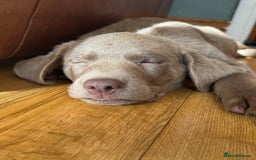 Labrador Retriever dogs for sale: 🩶 Silver & Charcoal Labrador Puppies - Image 13