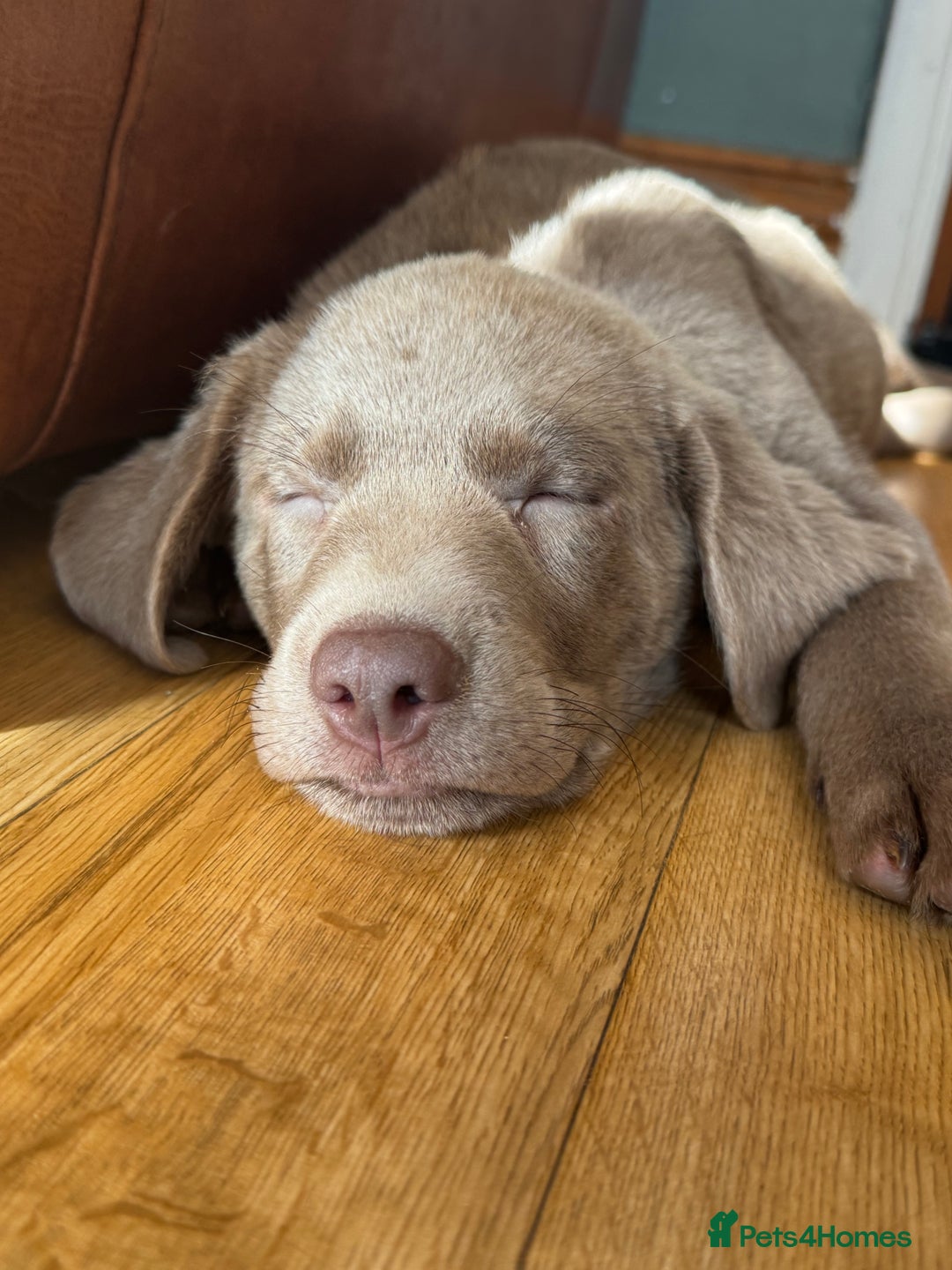 Labrador Retriever dogs for sale: 🩶 Silver & Charcoal Labrador Puppies - Image 13