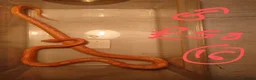 Corn Snake reptiles for sale: Corn snake - Advert 15