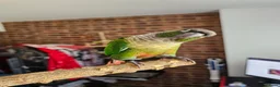 Conures birds for sale: Ricky & Cleo - Advert 9