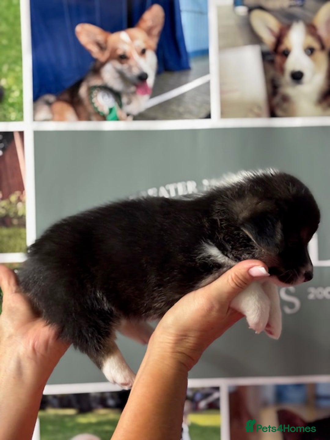 Welsh Corgi Pembroke dogs for sale: Tri coloured quality pedigree puppies available - Advert 17