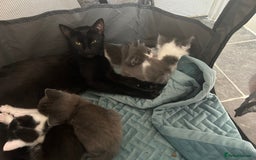 Mixed Breed cats for sale: Beautiful kittens avalible  - Image 2