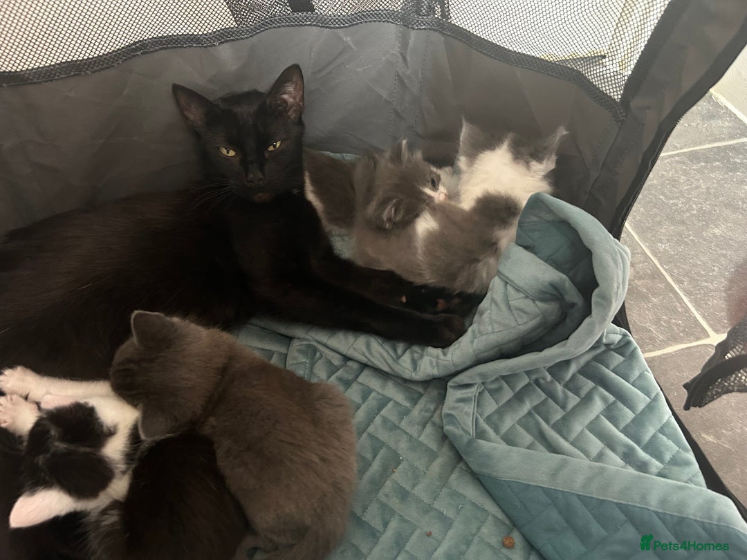 Mixed Breed cats for sale: Beautiful kittens avalible  - Image 2